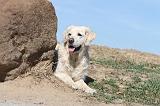 GOLDEN RETRIEVER 172